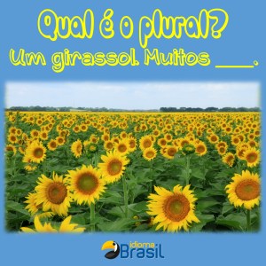 Qual é o plural girassolpptx