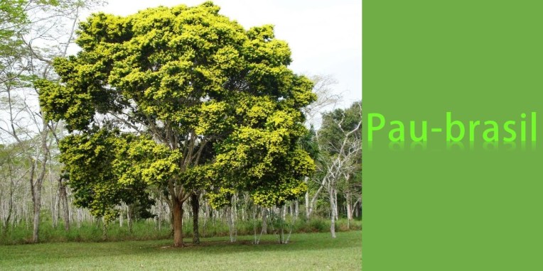 Pau-brasil